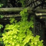 6 grimpantes incontournables pour sublimer votre pergola