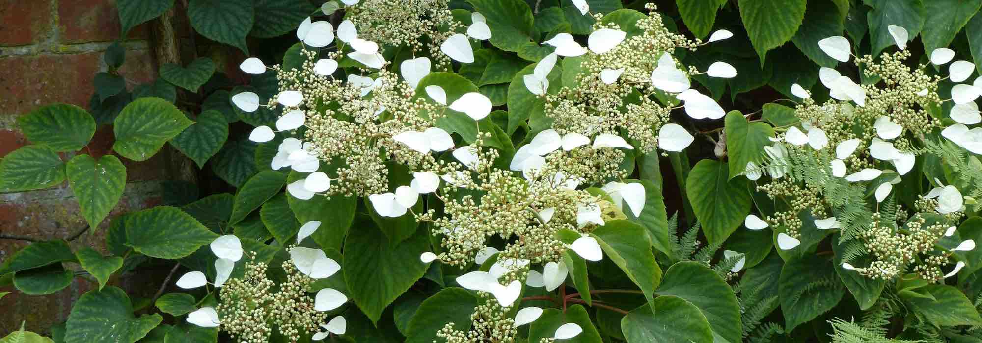 Hortensias grimpants : notre top 7