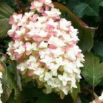 Les hortensias en sol calcaire, c’est possible !