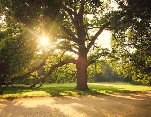 Pourquoi privilégier les vieux arbres ? L'importance insoupçonnée des arbres anciens