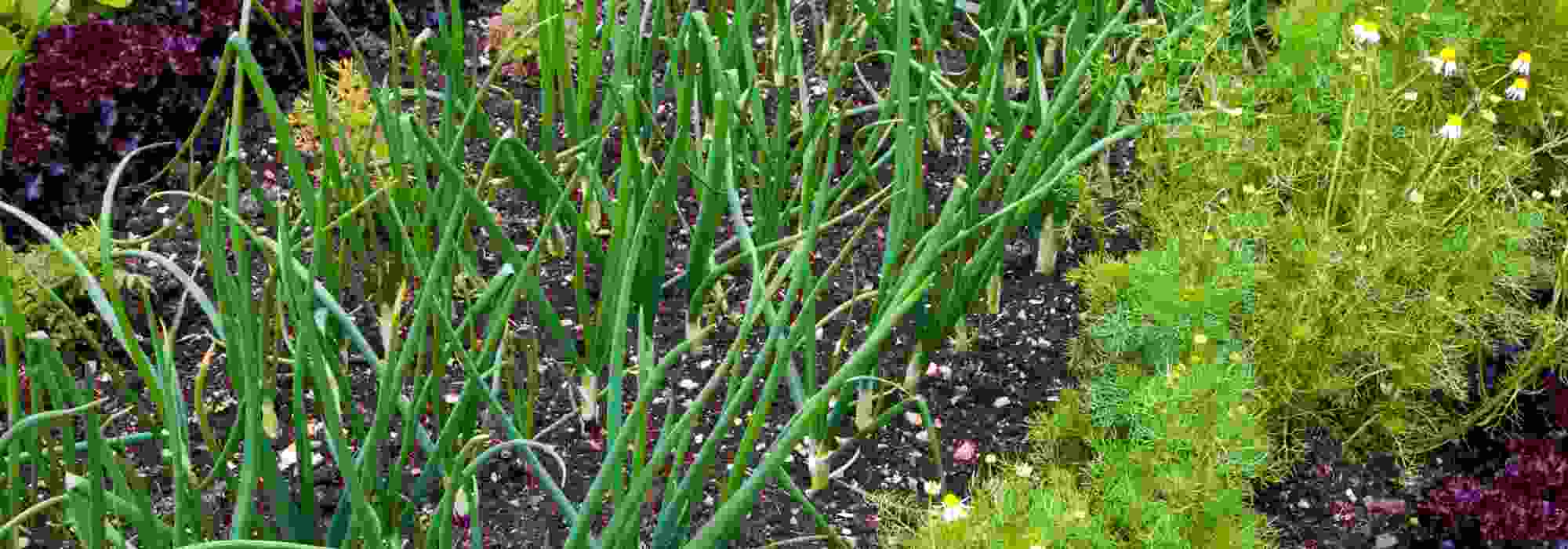 Les 7 légumes les plus rentables à cultiver au potager