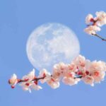 La lune, amie du jardinier : info ou intox ?