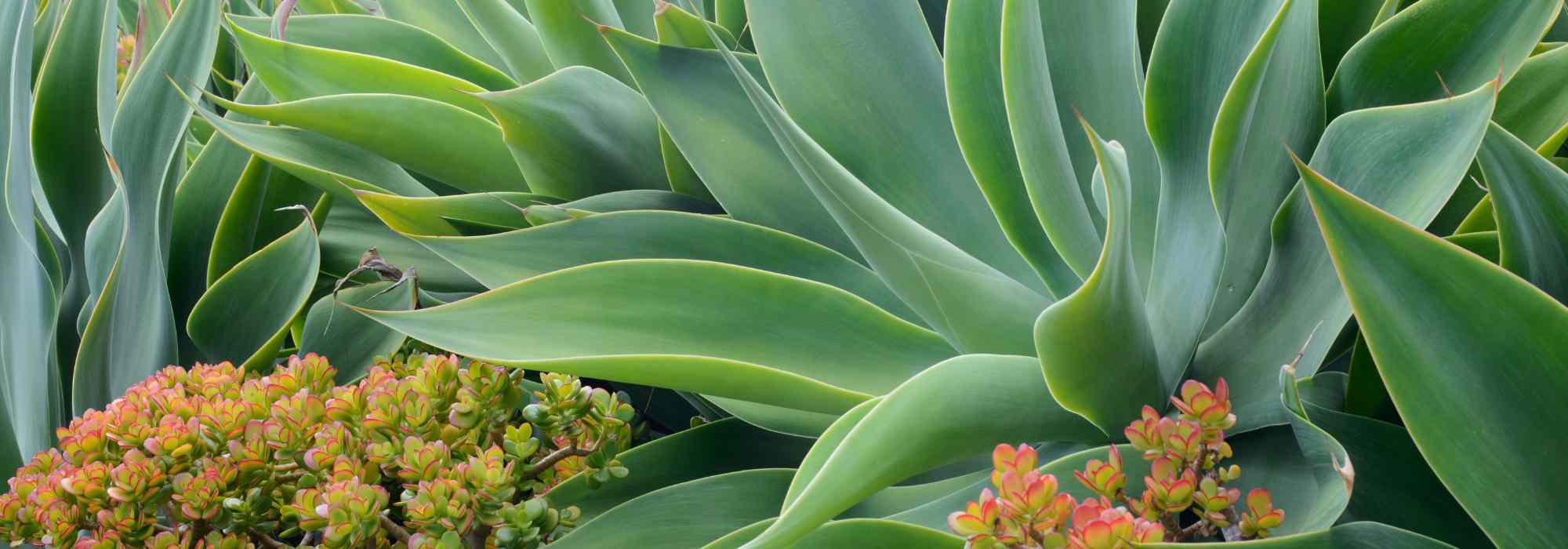 Comment comprendre les données de rusticité d'une plante ?