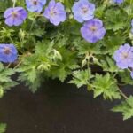 9 plantes retombantes idéales pour vos suspensions de terrasse et balcon