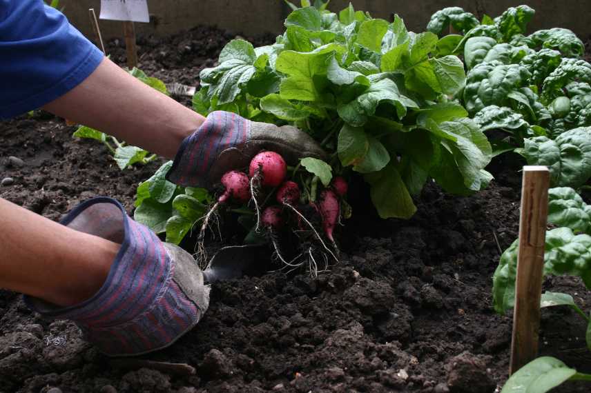 rentabilité potager