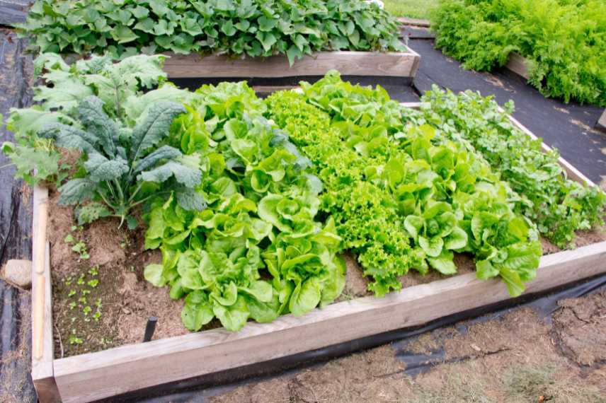 légumes productifs au potager