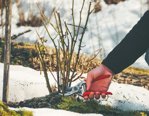 Gourmands des rosiers : pourquoi et comment les éliminer ?