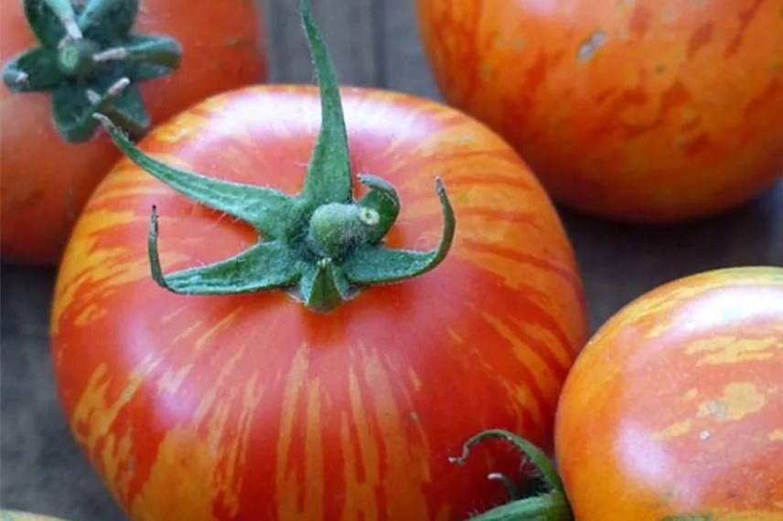variétés de tomates résistantes au mildiou