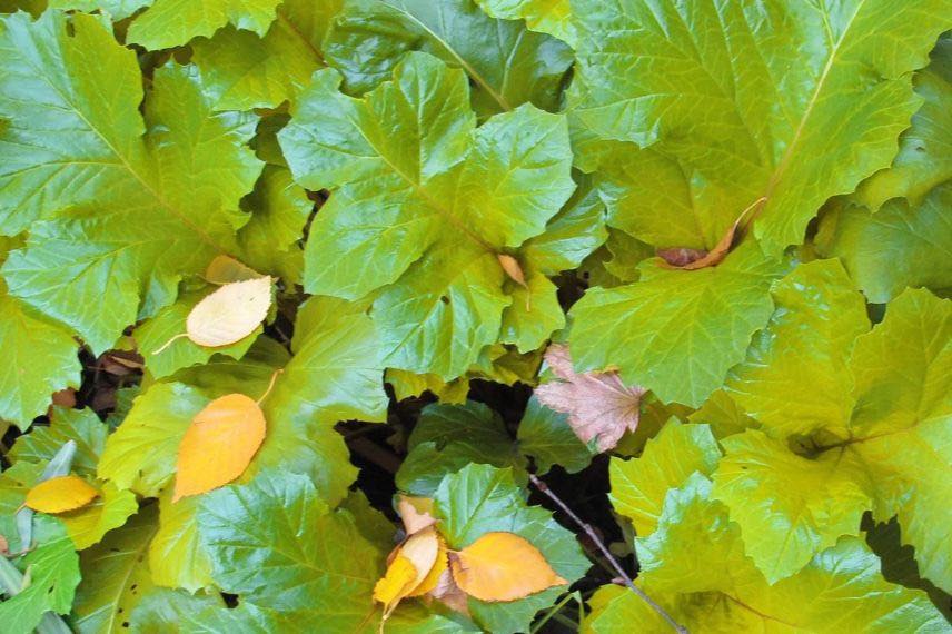 feuillage doré d'acanthus