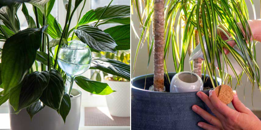 Astuces pour arroser les plantes en pot pendant les vacances