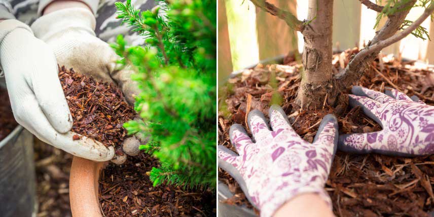 Paillage organique, mulch