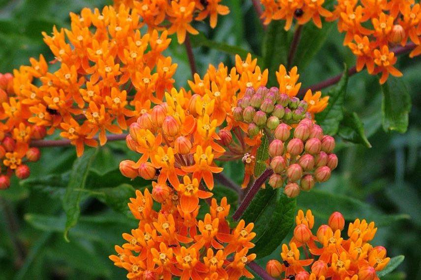 fleur d'Asclepias tuberosa