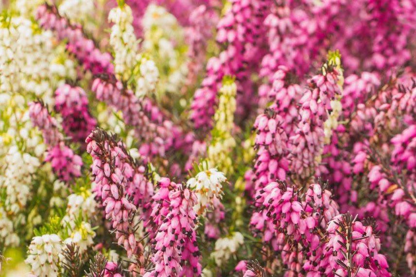 floraison de callune ou bruyère d'été