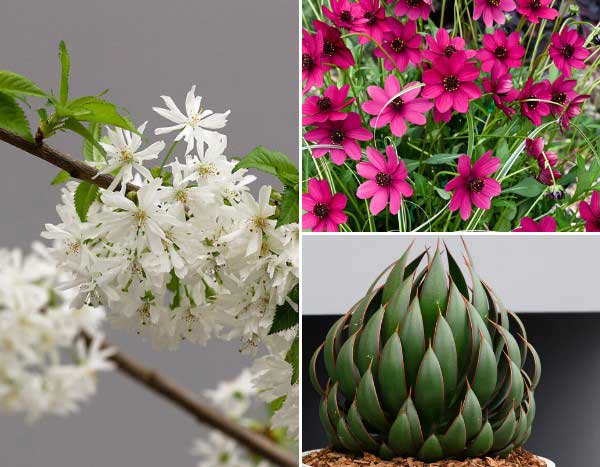 Chelsea Flower Show 2024 : les plantes primées