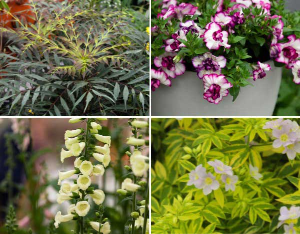 Chelsea Flower show 2024 : découvrez nos plantes coup de cœur