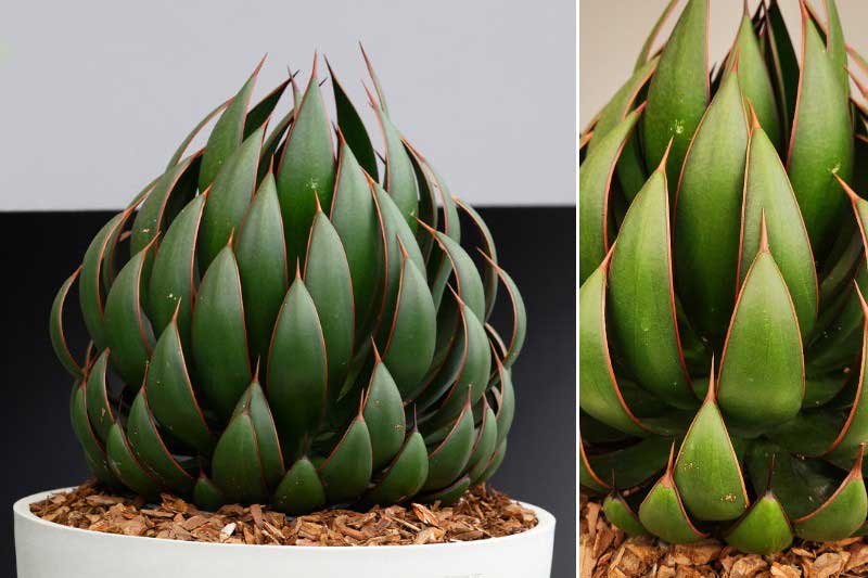 Agave primée au Chelsea Flower Show 2024