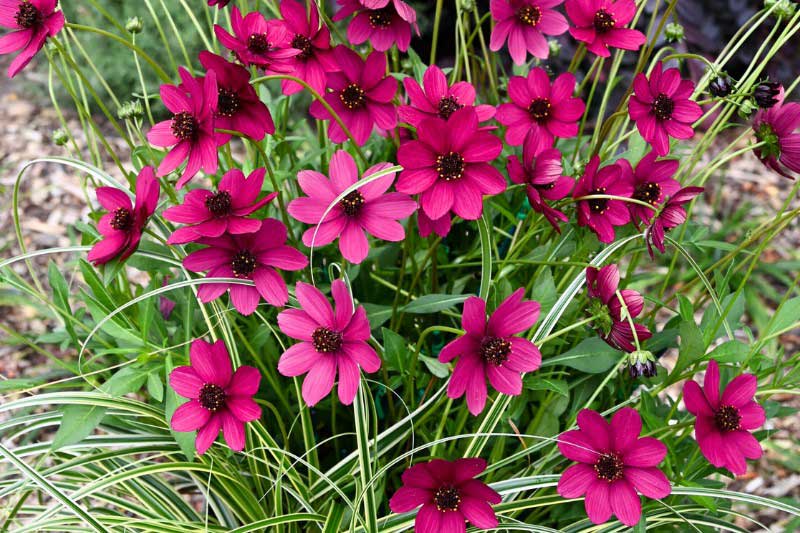 Cosmos primé au Chelsea Flower Show 2024