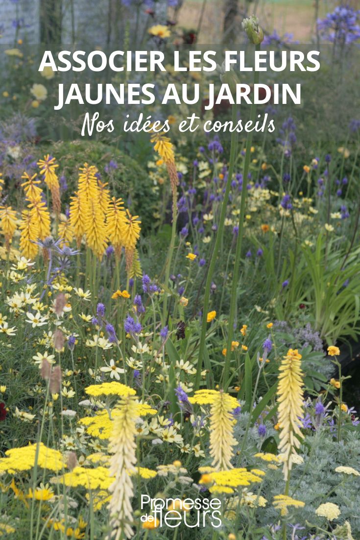 jardin à fleurs jaunes et bleues
