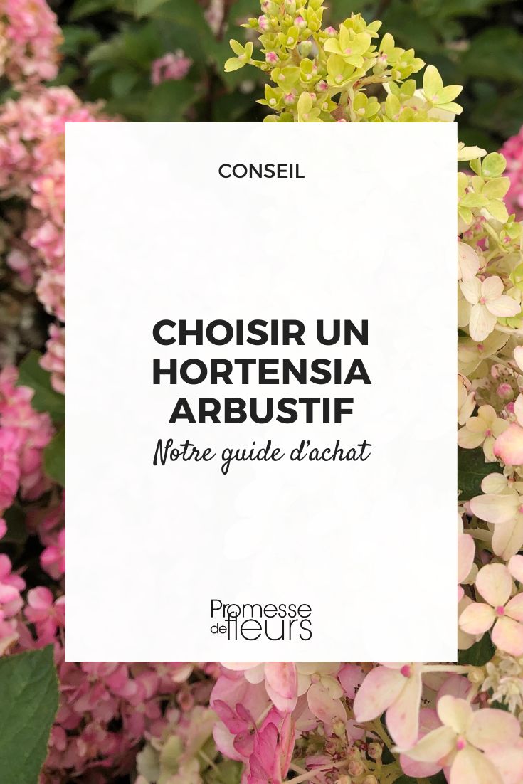 hortensia Fraise Melba