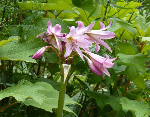 Comment planter les Crinums ?