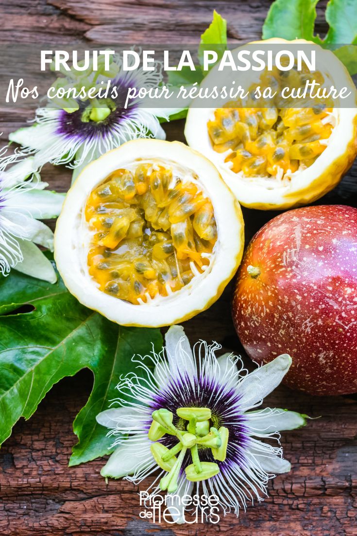 fleurs et fruits de la passiflore