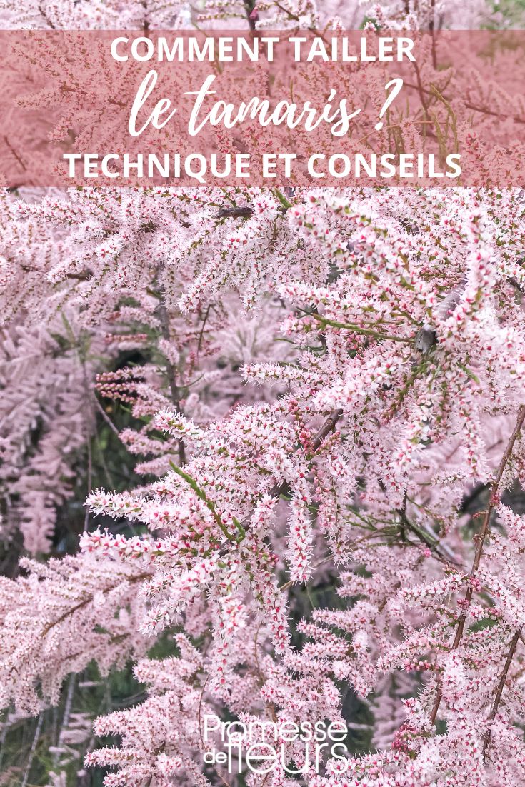 conseils de taille pour le tamaris