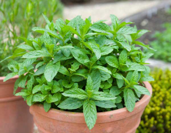 Comment diviser la menthe facilement ?