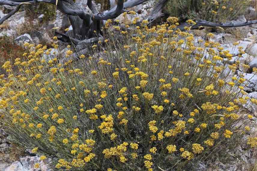 buisson d'hélichryse