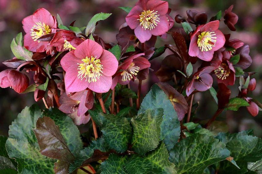 fleurs pourpres d'hellebores