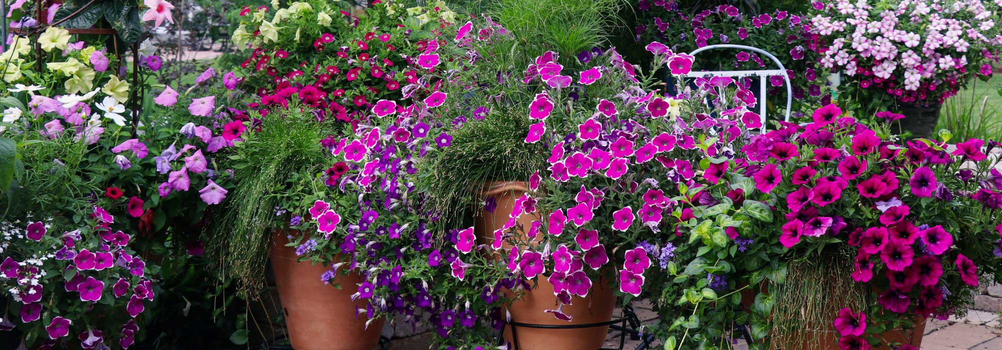 Comment hiverner les vivaces non rustiques ?