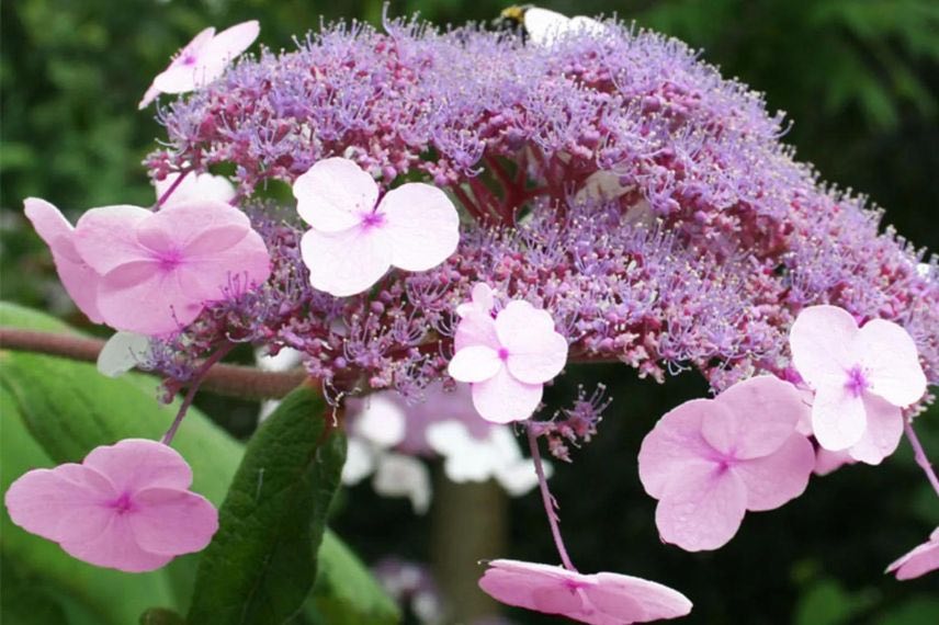 Fleur plate rose d'hydrangea
