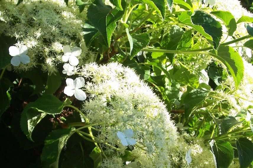 inflorescence d'hortensia grimpant