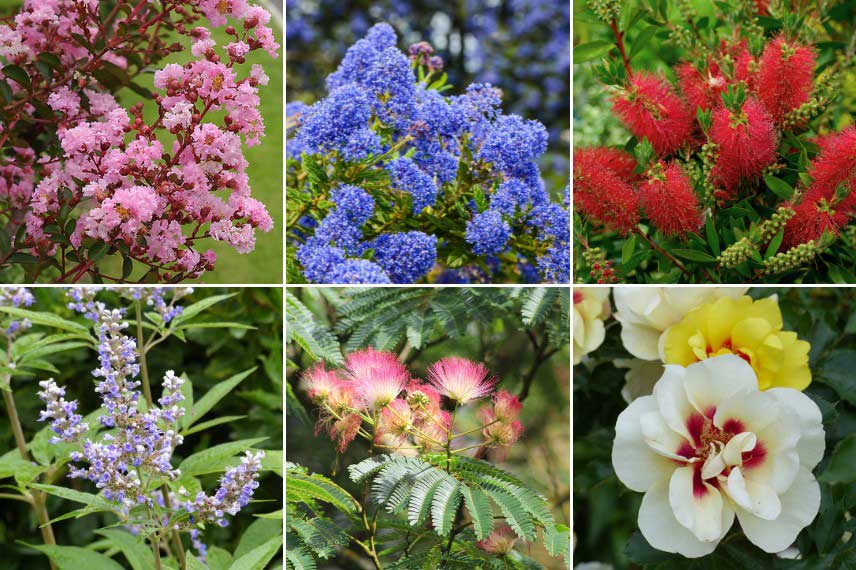 Arbustes à floraison estivale