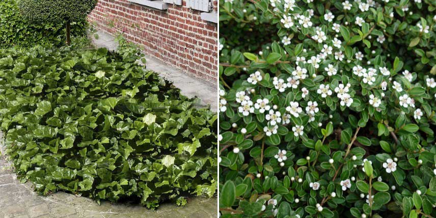 Plantes au port tapissant