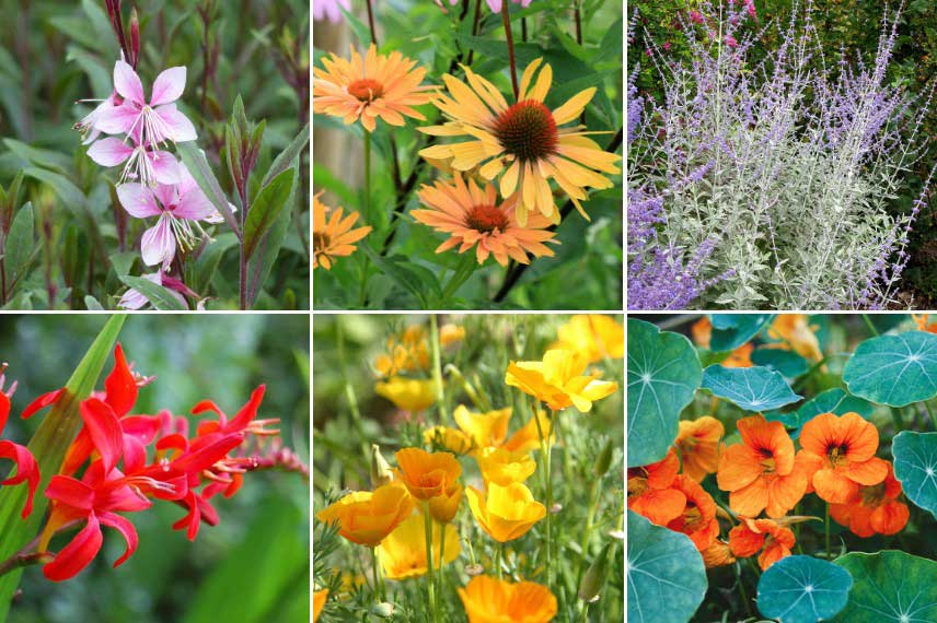 Vivaces et annuelles à floraison estivale