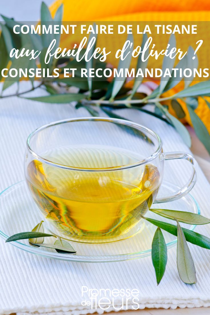 tasse d'infusion d'olivier