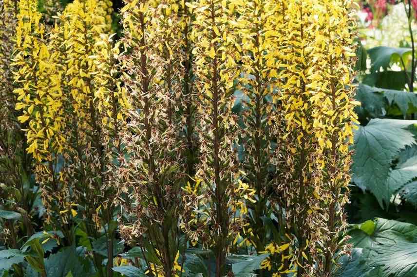 fleurs jaunes de ligulaire