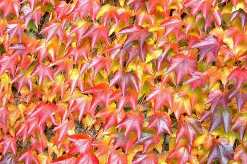 feuillage coloré de vigne vierge