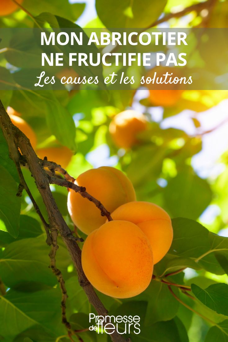pas de fruits sur mon abricotier