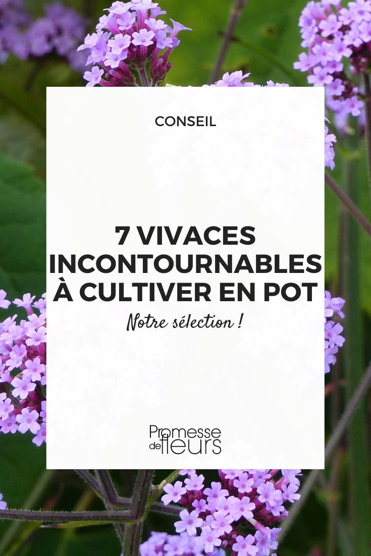 Verbena bonariensis ‘Lollipop’ - Verveine de Buenos Aires naine