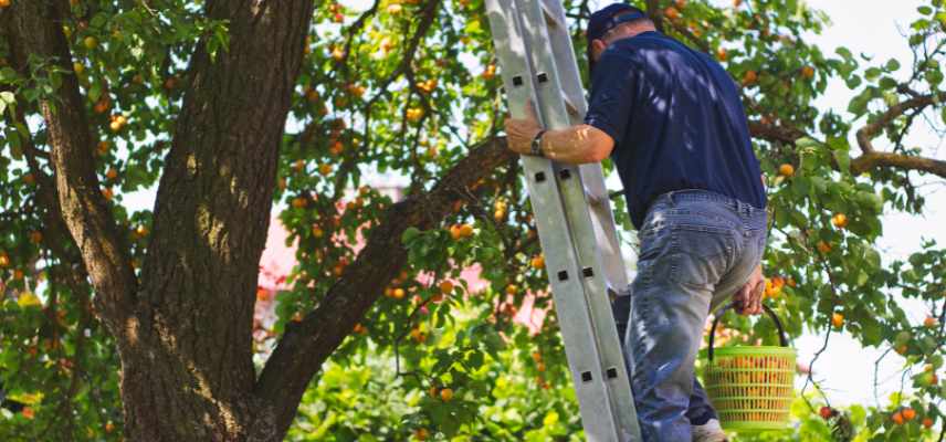 comment tailler abricotier pour plus de fruits