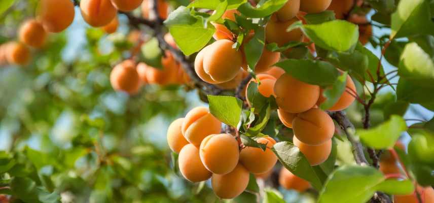 Carences abricotier