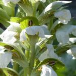Acanthe : les plus belles variétés à découvrir