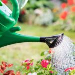 À quelle fréquence arroser son jardin en été ?