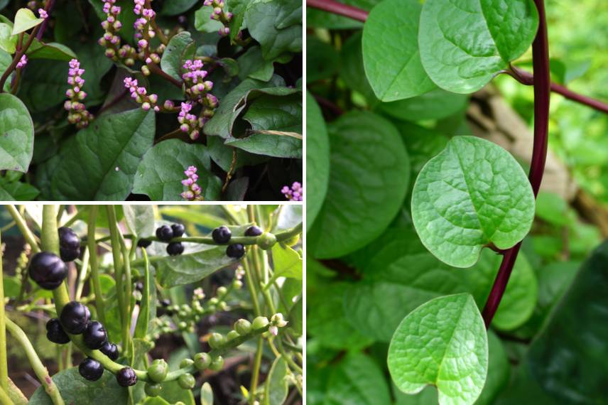 baselle, épinard de malabar culture