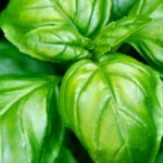 Nos meilleurs conseils pour réussir la culture du basilic
