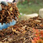 Comment bien mettre en place le paillage ?