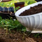 Quel engrais choisir pour mes plantes vivaces ?