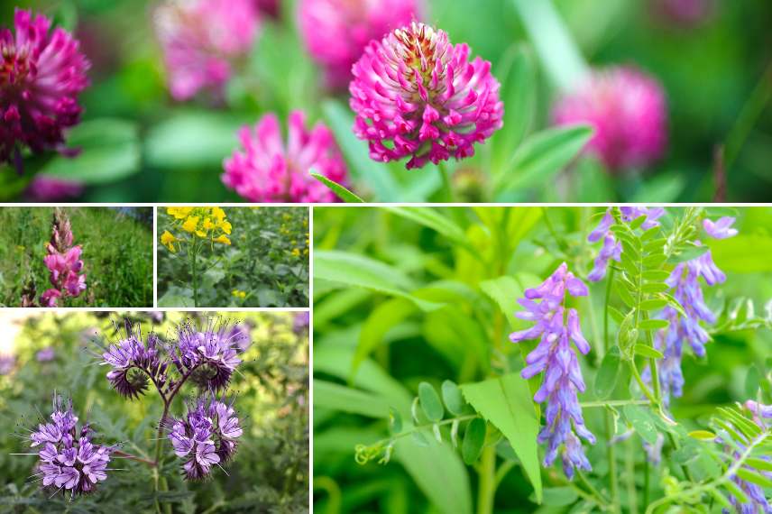 engrais verts fertilisation sol