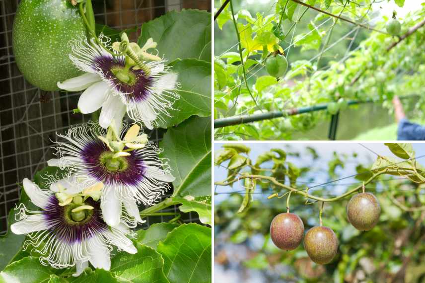 fruit de la passion culture et entretien